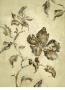 Fresco Hibiscus by Mandy Boursicot Limited Edition Print