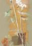 Hibiscus Sur Fond Ocre by C. Bernarduchene Limited Edition Print