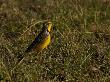 Portrait Of A Yellow-Throated Longclaw, Macronyx Croceus by Beverly Joubert Limited Edition Print