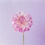 Pink And Purple Dahlia by Heide Benser Limited Edition Print