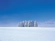 Snow, Covered, Trees, In Snow Plain by Satoshi Ishizu Limited Edition Print