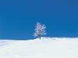 Snow, Covered, Trees, In Snow Plain by Kosui Kamijo Limited Edition Print