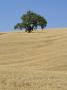 Italy, Tuscany, Harvested Corn Field With Single Tree by Fotofeeling Limited Edition Print