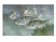 Painting Of A Trio Of Sacramento Perch by National Geographic Society Limited Edition Print