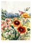 Clarkia, Blanket Flowers, California Poppies, And Lupines by National Geographic Society Limited Edition Print
