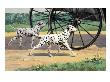 Dalmatians Trot Along Behind A Coach by National Geographic Society Limited Edition Print