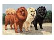 Three Chows Have Fur Of Different Colors by National Geographic Society Limited Edition Print