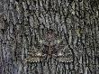 Moth Camoflaged Against Tree Bark by Kent Smith Limited Edition Print