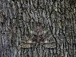 Moth Camoflaged Against Tree Bark by Kent Smith Limited Edition Pricing Art Print