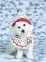 White Poodle Puppy Wearing Clown Costume by Malin Limited Edition Print