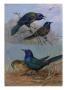 Painting Of Purple Grackles And Boat-Tailed Grackles by Allan Brooks Limited Edition Print