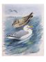 A Painting Of Two Herring Gulls In Different Seasonal Plumage by Louis Agassiz Fuertes Limited Edition Print