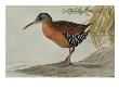 A Painting Of A Virginia Rail by Louis Agassiz Fuertes Limited Edition Print