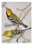 A Painting Of A Pair Of Black-Throated Green Warblers by Louis Agassiz Fuertes Limited Edition Print
