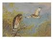 A Painting Of Two Broad-Winged Hawks by Allan Brooks Limited Edition Print