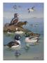 A Painting Of Two Species Of Golden-Eye And Buffleheads by Allan Brooks Limited Edition Print