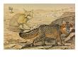 A Painting Of A Desert Fox With Its Prey And A Gray Fox Walking by Louis Agassiz Fuertes Limited Edition Print