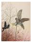 Painting Of A European Sparrowhawk Attempting To Catch A Blackbird by Louis Agassiz Fuertes Limited Edition Print