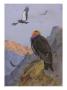 A Painting Of Adult And Immature California Condors by Allan Brooks Limited Edition Print