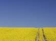 Germany Mecklenburg-Western Pomerania Track In Rape Field by Martin Ruegner Limited Edition Print