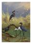 Various Herons Feed In Shallow Water. by National Geographic Society Limited Edition Pricing Art Print