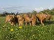 Piglets In Field by Henry Arden Limited Edition Print