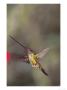 Sword-Billed Hummingbird In Montane Forest Along Eastern Andean Slope, Ecuador by Mark Jones Limited Edition Pricing Art Print