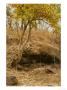 Bengal Tiger, Female In Cave, Madhya Pradesh, India by Elliott Neep Limited Edition Print