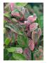 Berberis Thunbergii, Starburst by Kidd Geoff Limited Edition Print