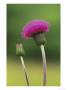 Melancholy Thistle, Close-Up Of Flower In June, Uk by Mark Hamblin Limited Edition Print