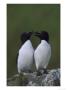 Razorbills by Mark Hamblin Limited Edition Pricing Art Print