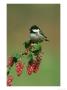 Coal Tit, Perched On Wild Currant Blossom, Uk by Mark Hamblin Limited Edition Print