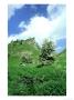 Hawthorn, Spring, Peak District National Park, England by Mark Hamblin Limited Edition Print