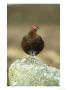 Red Grouse, Male On Rock, Uk by Mark Hamblin Limited Edition Print