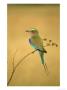 Lilac-Breasted Roller, Coracias Caudata Adult Perched, Botswana, Southern Africa by Mark Hamblin Limited Edition Print