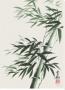 Bamboo Shoot Ll by Kee Hee Lee Limited Edition Print