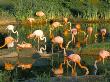 Flamingoes, Marwell Zoo, Hampshire, England, United Kingdom by Jean Brooks Limited Edition Print