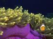 False Clown Fish, In Amongst Tentacles Of Host Sea Anemone, Surin, Thailand by Doug Perrine Limited Edition Print