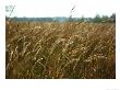 Indian Grass Bends With The Wind In The Flint Hills National Wildlife Refuge, Kansas by James P. Blair Limited Edition Print