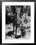 Judy Gordon Mounting Horse With Help Of Sister Becky Gordon by Allan Grant Limited Edition Print