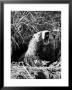 Woodchuck Standing On Hind Legs In Midst Of Dense Foliage With Mouth Open And Showing Teeth by Andreas Feininger Limited Edition Print