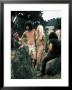 Hippie Couple Posed Together Arm In Arm With Others Around Them, During Woodstock Music/Art Fair by John Dominis Limited Edition Print