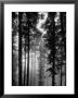 Trees In The Black Forest by Dmitri Kessel Limited Edition Print