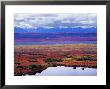 Tundra Of Denali National Park With Moose At Pond, Alaska, Usa by Charles Sleicher Limited Edition Print