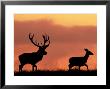 Silhouette Of Red Deer Stag And Doe At Sunset, Dyrehaven, Denmark by Edwin Giesbers Limited Edition Print
