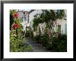 Hollyhocks Lining A Street With A Well, La Flotte, Ile De Re, Charente-Maritime, France, Europe by Richardson Peter Limited Edition Print