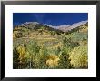 Aspen Trees, Independence Pass, Colorado, Usa by Jean Brooks Limited Edition Print