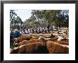 Cattle Sale In Victorian Alps, Victoria, Australia by Claire Leimbach Limited Edition Print