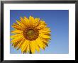 Sunflower, Helianthus Spec. Bielefeld, Nrw, Germany by Thorsten Milse Limited Edition Print