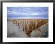 Beach In The Early Morning, Darss, Mecklenburg-Vorpommern, Germany by Thorsten Milse Limited Edition Print